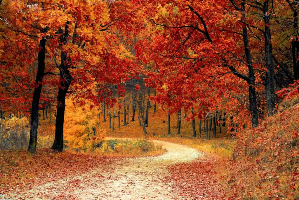 A footpath winding through a woodland in autumn. There are leaves falling on the ground and the trees have changes to bright shades of orange, brown and red.