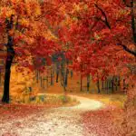 A footpath winding through a woodland in autumn. There are leaves falling on the ground and the trees have changes to bright shades of orange, brown and red.