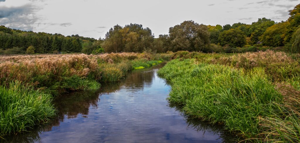 View of the River Chess and green riverbanks in the Chilterns Area of Outstanding Natural Beauty, near Chesham.