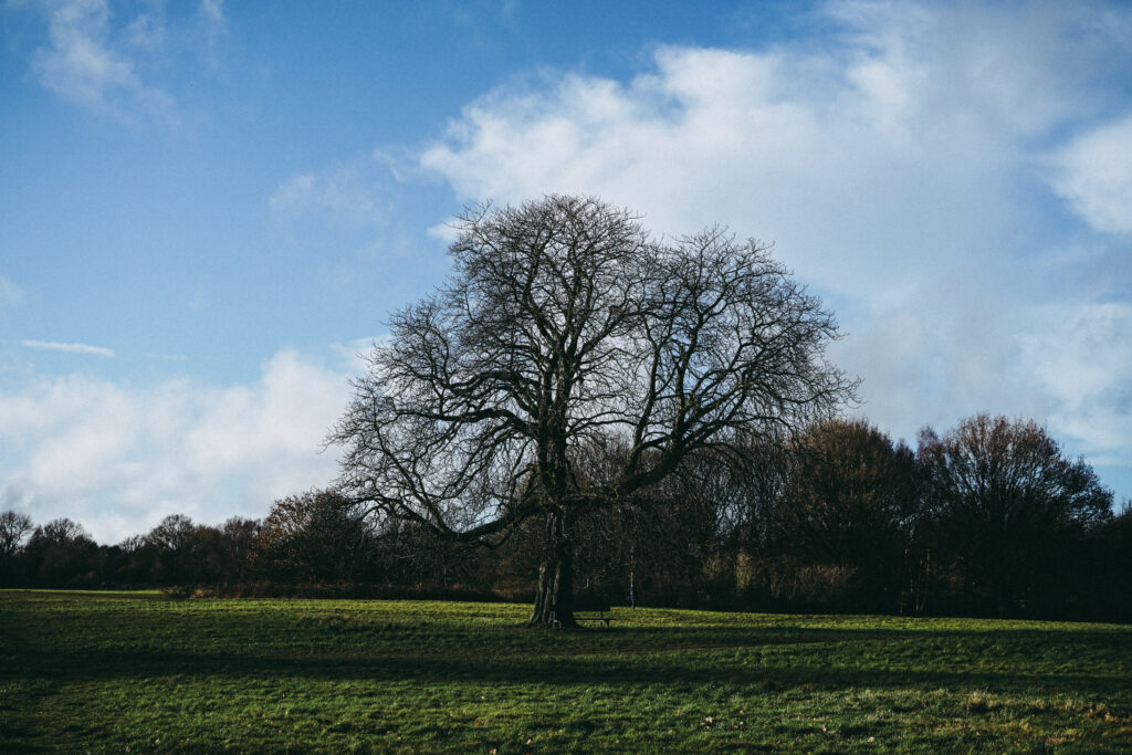 View of a tree on a sunny winters day in the middle of Harpenden Common, Hertfordshire, UK