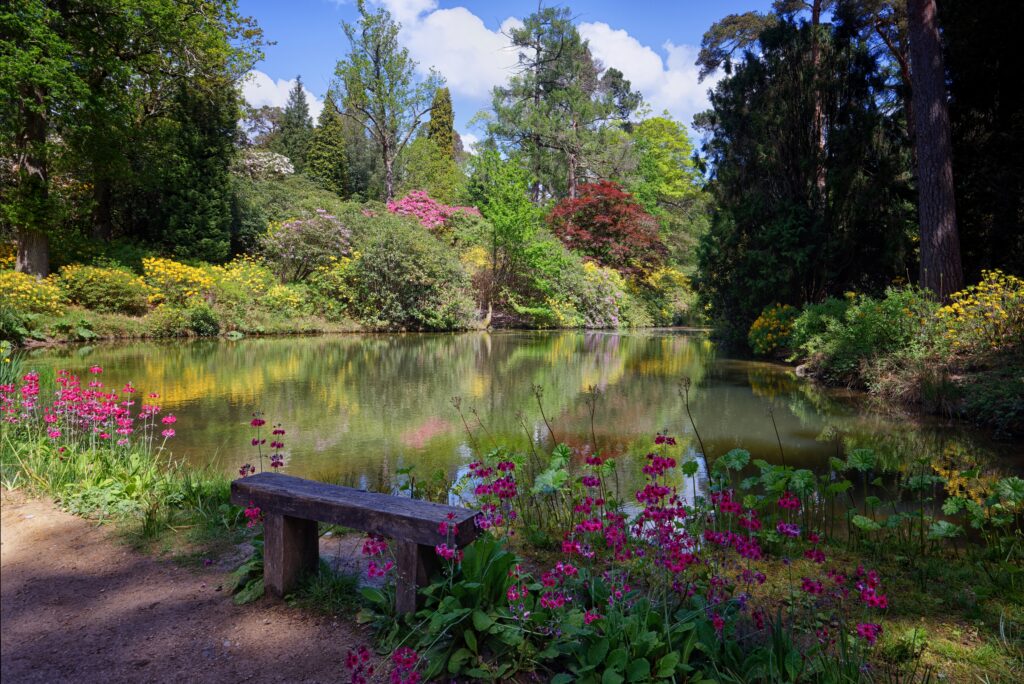 View across Leonardslee Lakes and Gardens, with tall pink flowers in the foreground, in Horsham Sussex UK
