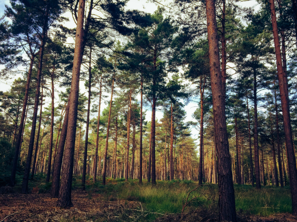 Trees standing tall in Swinley Forest, Bracknell, near Wokingham