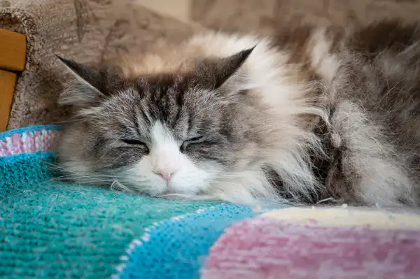Fluffy cat sleeping on a blanket