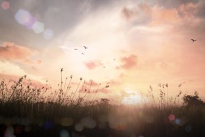 Lockdown Love – with Ashridge Home Care